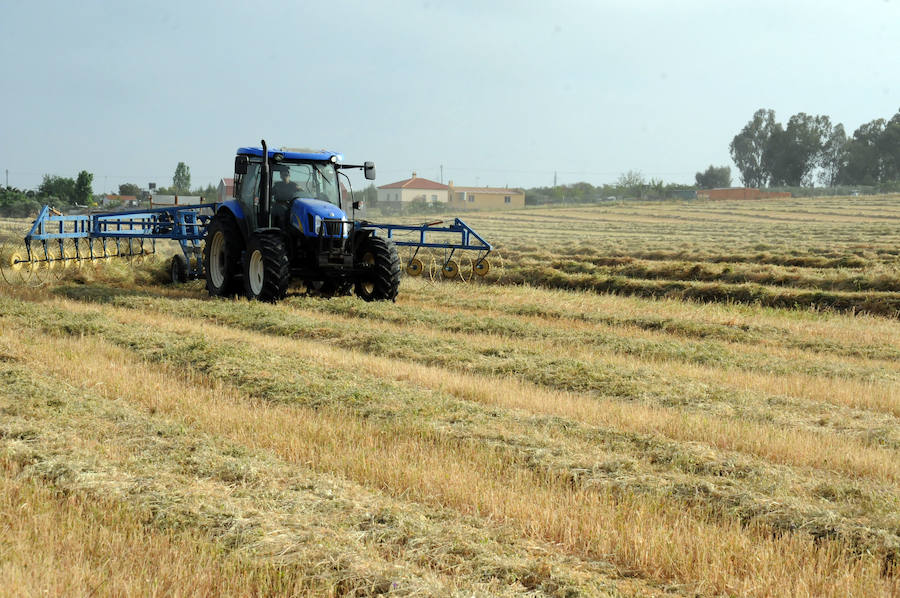 Cereal en Extremadura, poco y a bajo precio