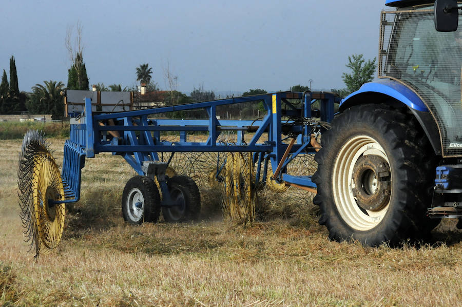 Cereal en Extremadura, poco y a bajo precio