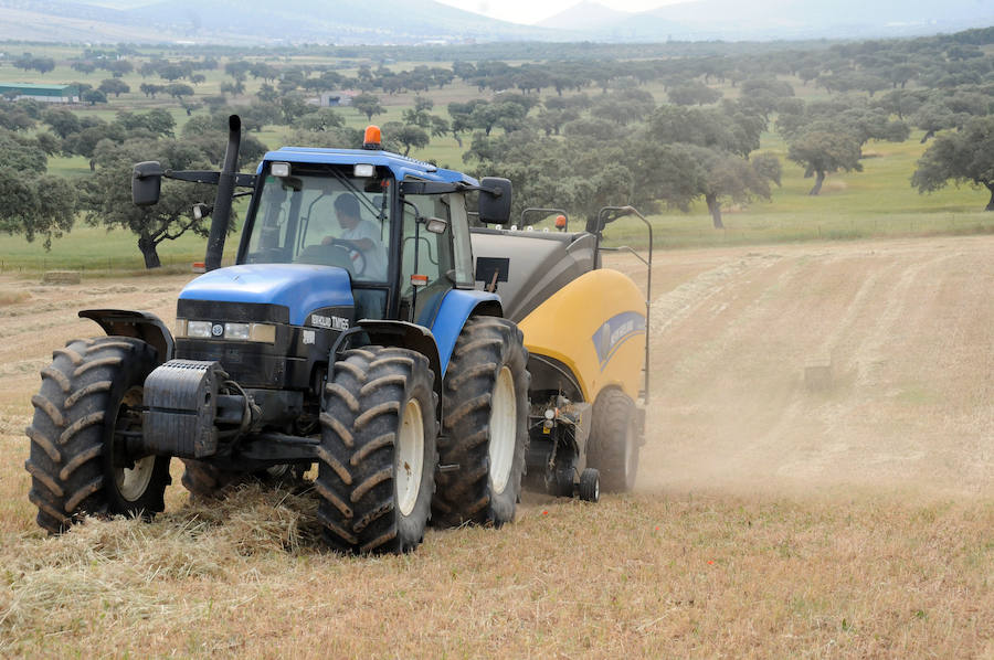 Cereal en Extremadura, poco y a bajo precio