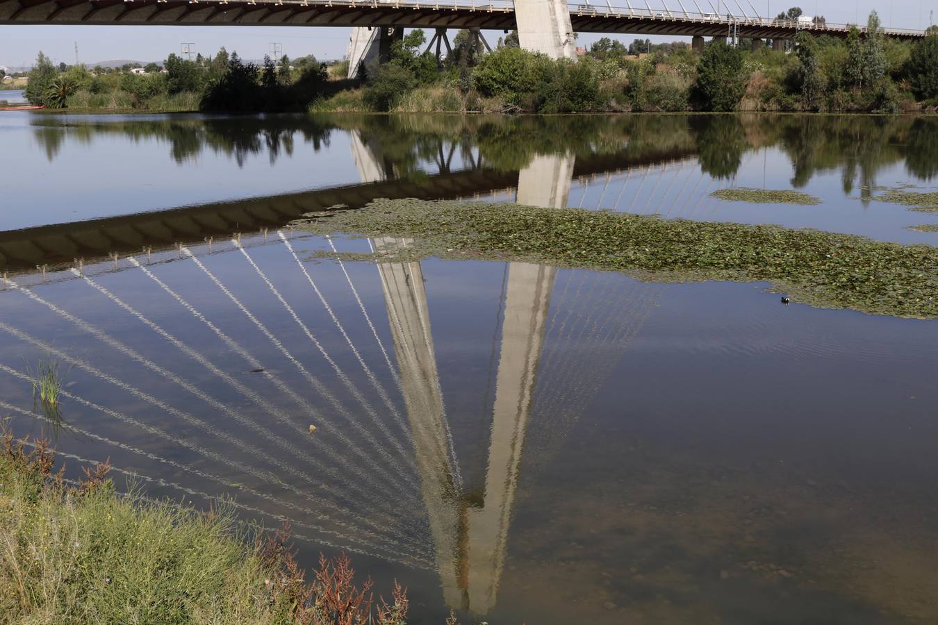 Miércoles, 17 de mayo: La Confederación Hidrográfica del Guadiana usa glisofato en el río a su paso por Badajoz para frenar la expansión del nenúfar mexicano. Fotografías: Mari Cerrada