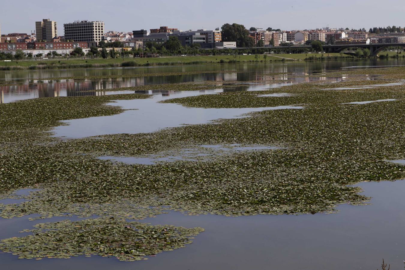 Miércoles, 17 de mayo: La Confederación Hidrográfica del Guadiana usa glisofato en el río a su paso por Badajoz para frenar la expansión del nenúfar mexicano. Fotografías: Mari Cerrada