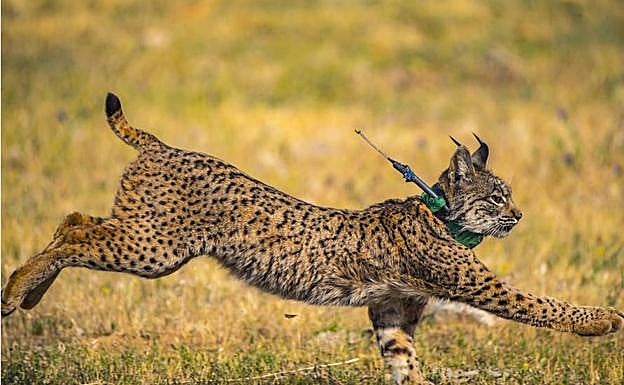 Confirmado el nacimiento en libertad de dos camadas de lince en Extremadura