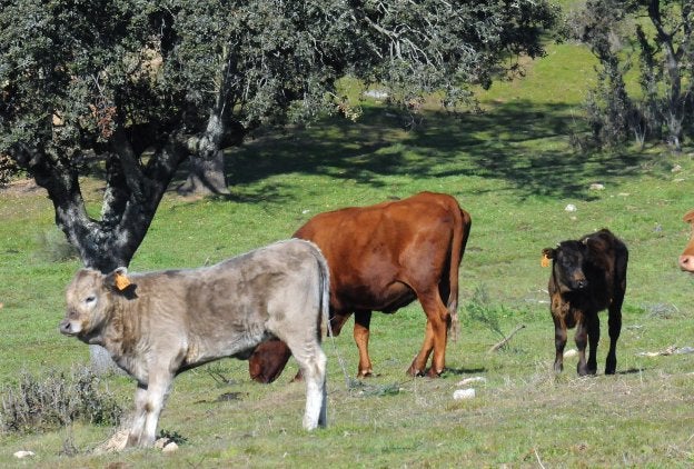 Terneros pastando en una dehesa de San Pedro de Mérida. :: brígido