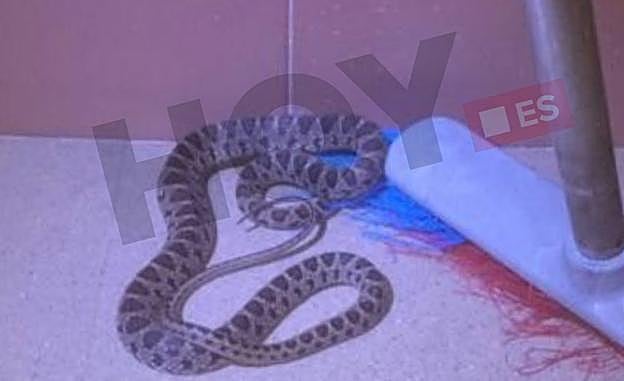 Serpiente encontrada en el Hospital Perpetuo Socorro de Badajoz:: HOY