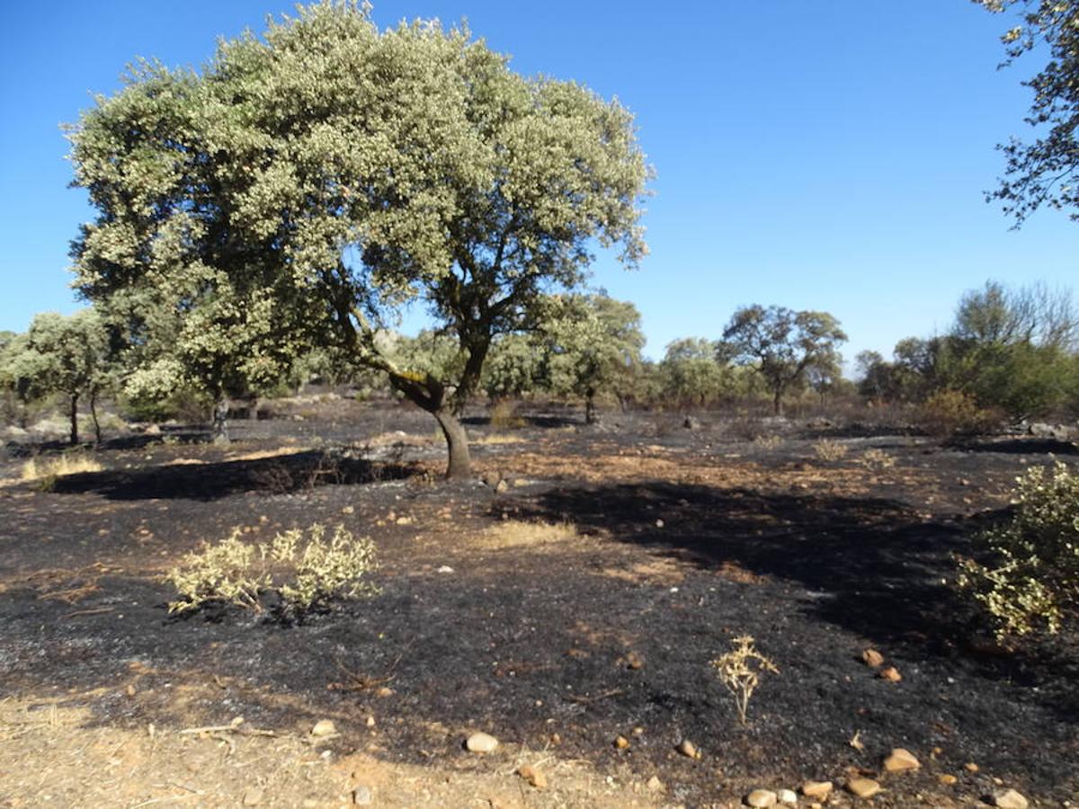 El fuego ha tenido en vilo la pasada noche a los vecinos de Arroyo y Calamonte y así estaban los terrenos afectados por el fuego esta mañana