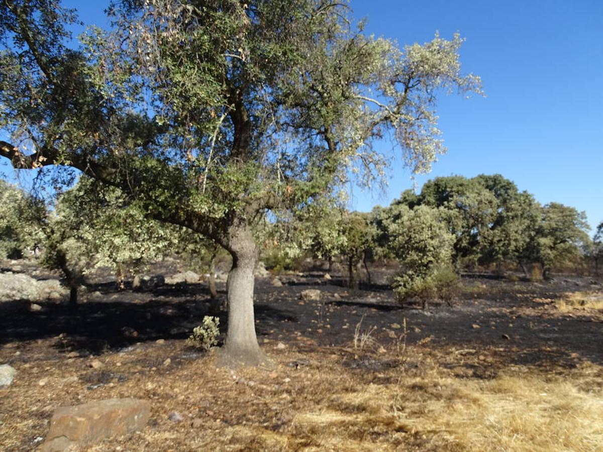 El fuego ha tenido en vilo la pasada noche a los vecinos de Arroyo y Calamonte y así estaban los terrenos afectados por el fuego esta mañana