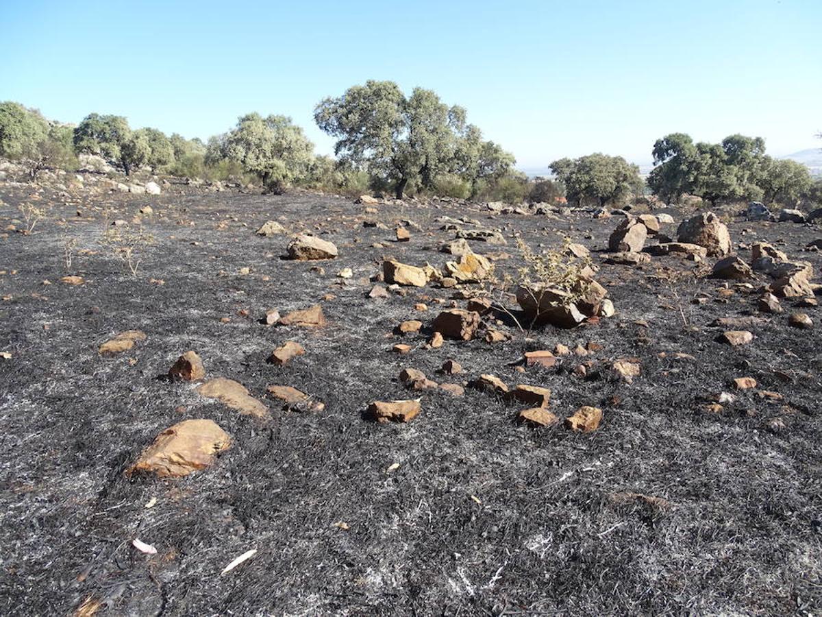 El fuego ha tenido en vilo la pasada noche a los vecinos de Arroyo y Calamonte y así estaban los terrenos afectados por el fuego esta mañana