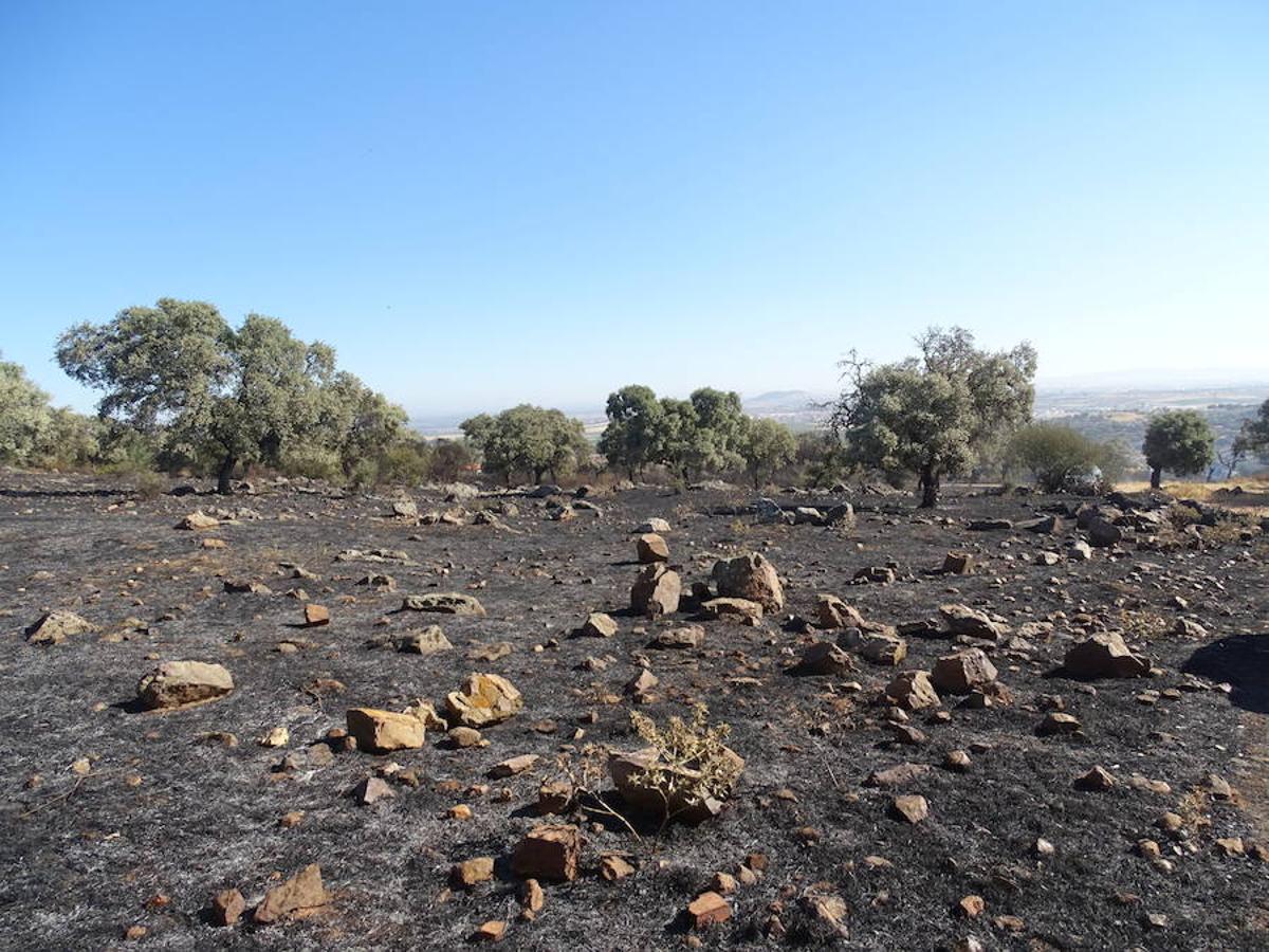 El fuego ha tenido en vilo la pasada noche a los vecinos de Arroyo y Calamonte y así estaban los terrenos afectados por el fuego esta mañana