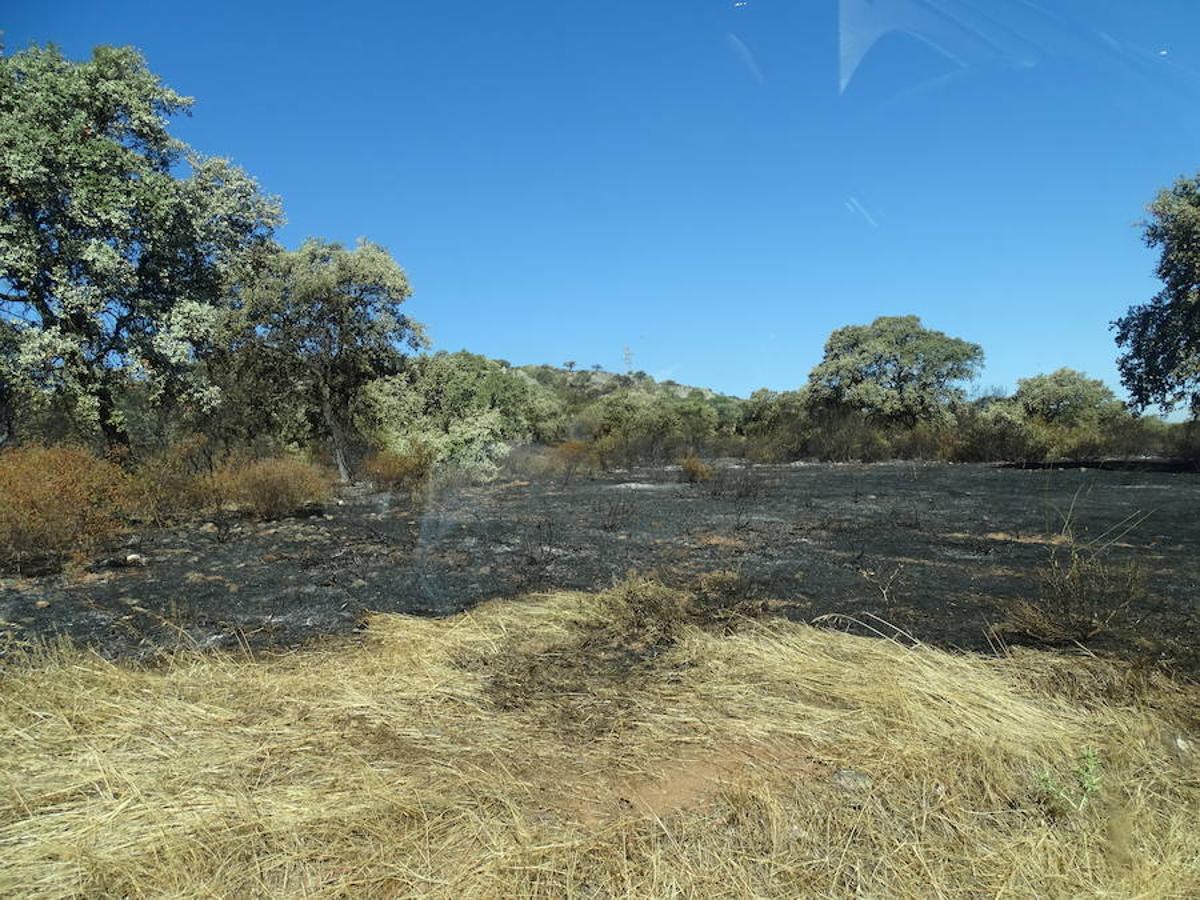 El fuego ha tenido en vilo la pasada noche a los vecinos de Arroyo y Calamonte y así estaban los terrenos afectados por el fuego esta mañana