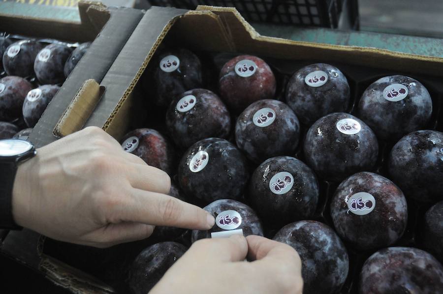 La ciruela extremeña estrena en esta campaña su marca de calidad. Esta variedad de fruta, la de mayor producción en nuestra región y la que alcanza el volumen de exportación más elevado, empieza a sacar en este mes los primeros kilos acogidos a una identificación de excelencia, Ciruela de Extremadura (CiEx)