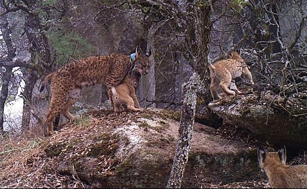 Imagen de Luna y la camada difundida por la Junta de Castilla - La Mancha