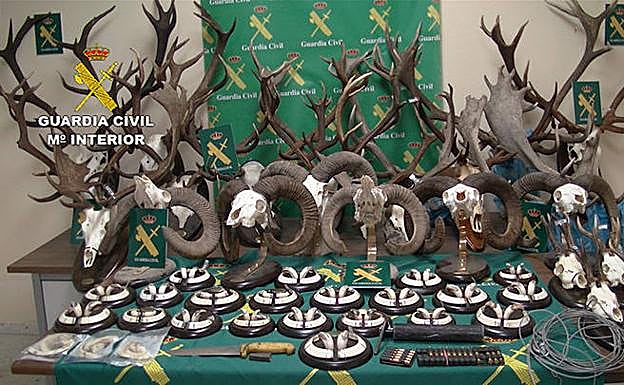 Desarticulado en Cáceres un grupo criminal dedicado a la caza furtiva y la taxidermia