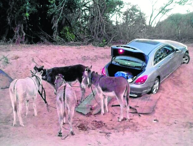 Un grupo de burros, preparado para ponerse en marcha camino de Zimbabue. :: r. c.