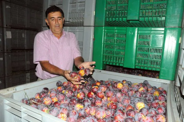 Un fruticultor tras la recogida. :: hoy