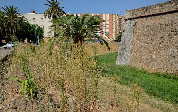 La vegetación invade la zona de muralla del baluarte. :: c. m.