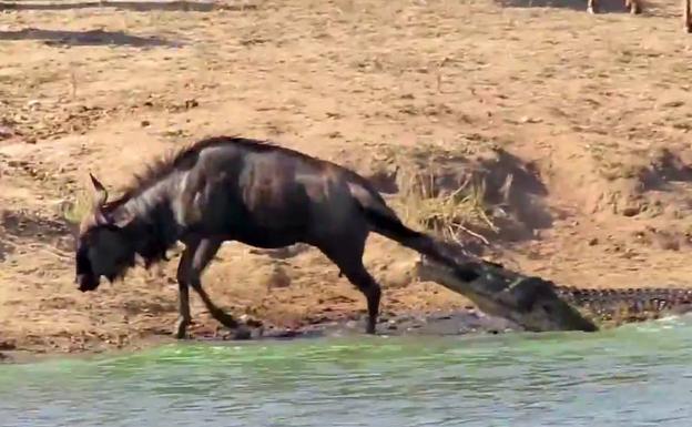 Dos hipopótamos salvan a un ñu de un cocodrilo