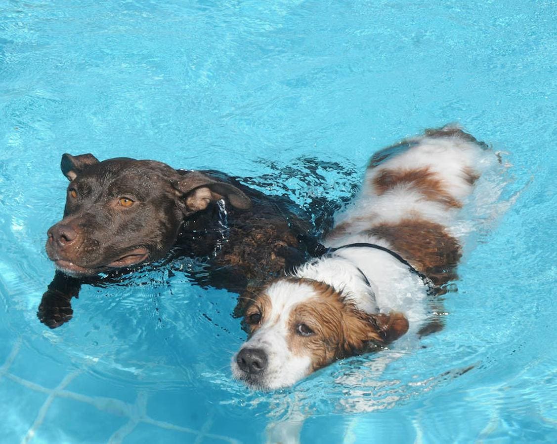 Los canes han disfrutado de un buen chapuzón este sábado 2 de septiembre en una piscina de Mérida.