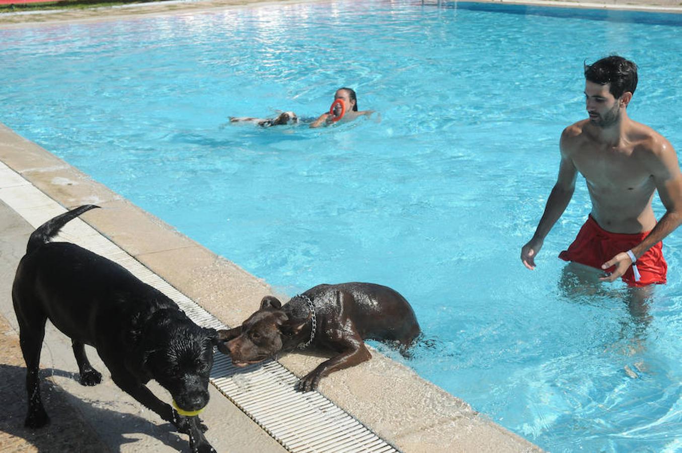 Los canes han disfrutado de un buen chapuzón este sábado 2 de septiembre en una piscina de Mérida.