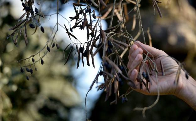 La plaga de la bacteria Xylella Fastidiosa afecta a los árboles mediterráneos: rama seca de un olivo italiano:: HOY