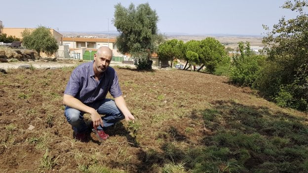 Los jabalíes destrozan parques en Residencial Universidad y Vistahermosa
