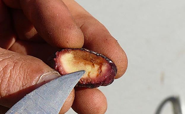 Aceituna dañada por la mosca del olivo.