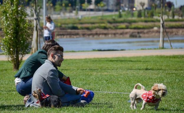 En la ciudad hay 25.000 perros:: HOY