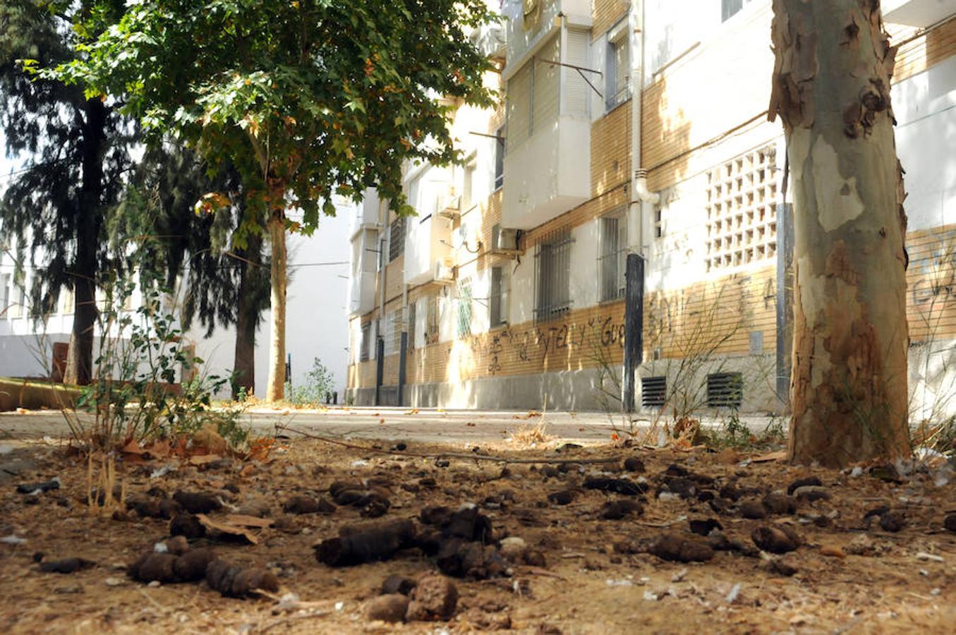 Los vecinos de la Plazoleta, en Mérida, critican la proliferación de los excrementos de las aves y su falta de limpieza.