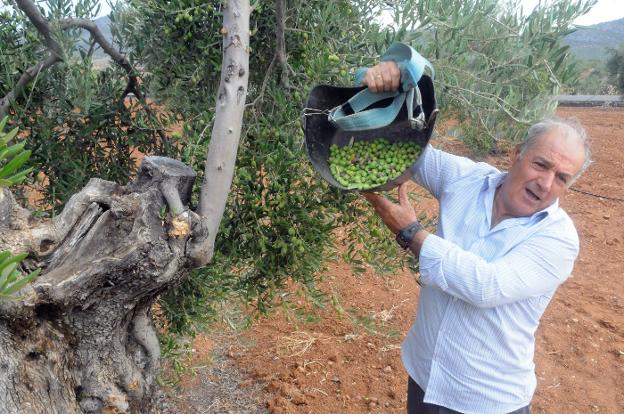 Rafael Cerezo, agricultor de Torremejía, muestra la aceituna cogida en un esportón en su parcela situada en el camino de Arroyo de San Serván. :: BRÍGIDO fernández