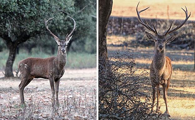Dos ejemplares de ciervo en un territorio extremeño.