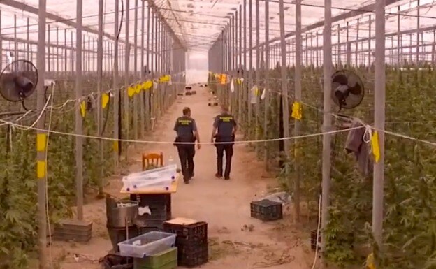La Guardia Civil encuentra el mayor invernadero de marihuana de España: 41.000 plantas en Almería
