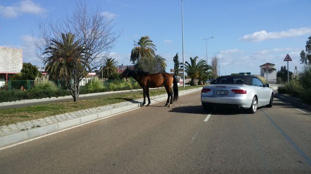 Cada año hay al menos cinco casos de caballos sueltos que ponen en peligro la circulación