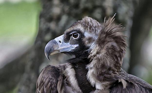 Primer plano de un buitre negro en Extremadura.