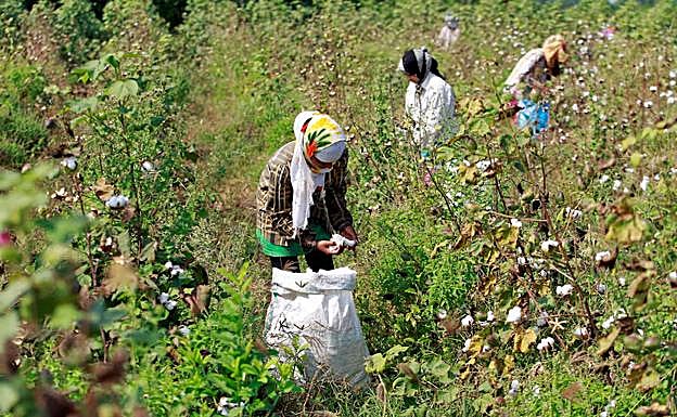 Al menos 30 muertos en India tras la inhalación de un químico tóxico en los campos de cultivo