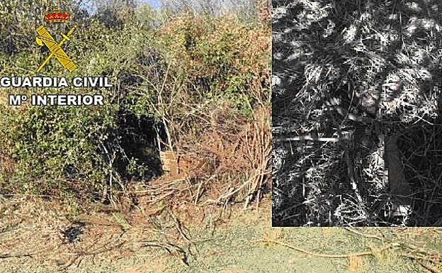 Túnes de zarzas que conducía a la plantación y cepo colocado para protegerla.:: HOY