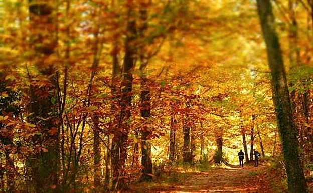 El otoño del Valle de Ambroz espera ser de Interés Nacional antes de FITUR