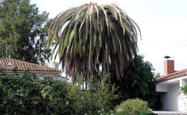Una de las palmeras afectadas en Proserpina, Mérida
