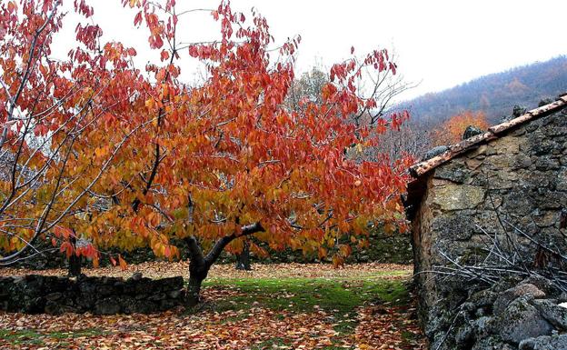 Estampa otoñal en el Valle del Jerte::HOY