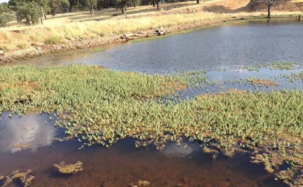 Charca situada en la reserva de la biosfera de Monfragüe, colonizada por la cola de zorro acuática. :: hoy