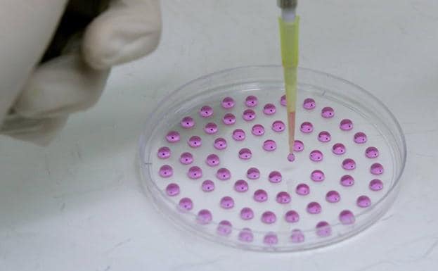 Ina investigadora extrae ácido de ribonucleico de un embrión en un laboratorio.