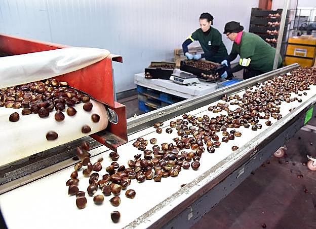 Dos operarias trabajan en la cinta transportadora de castañas en la agrupación de cooperativas del Valle del Jerte. :: 