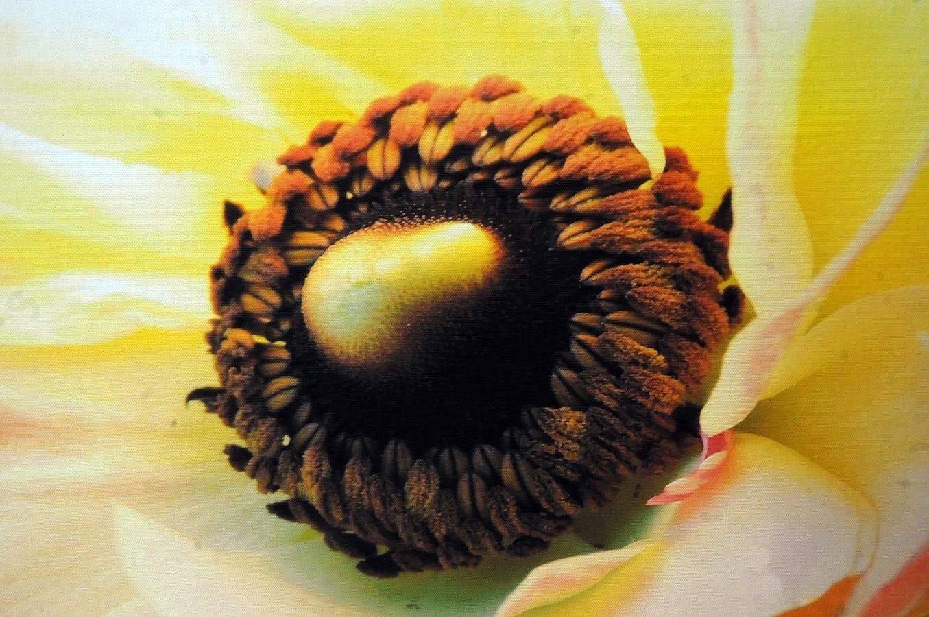 Las obras de la exposición "Expression of hope"(expresión de esperanza) han sido creadas por pacientes de enfermedades raras con el fin de conncienciar y sensibilizar a la sociedad de estas patologias. Las obras se presentan en cuadros, pinturas y dibujos en el salón de Pasos Perdidos de la Asamblea de Extremadura.