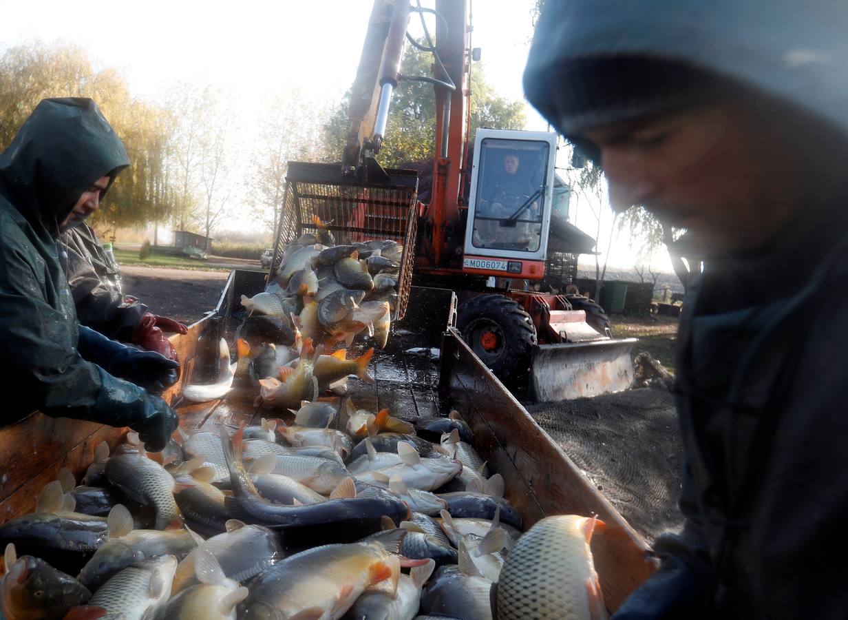 Los pescadores de una de las mayores empresas de pesca de agua dulce de Europa clasifican los peces en la Gran llanura húngara en Hortobagy