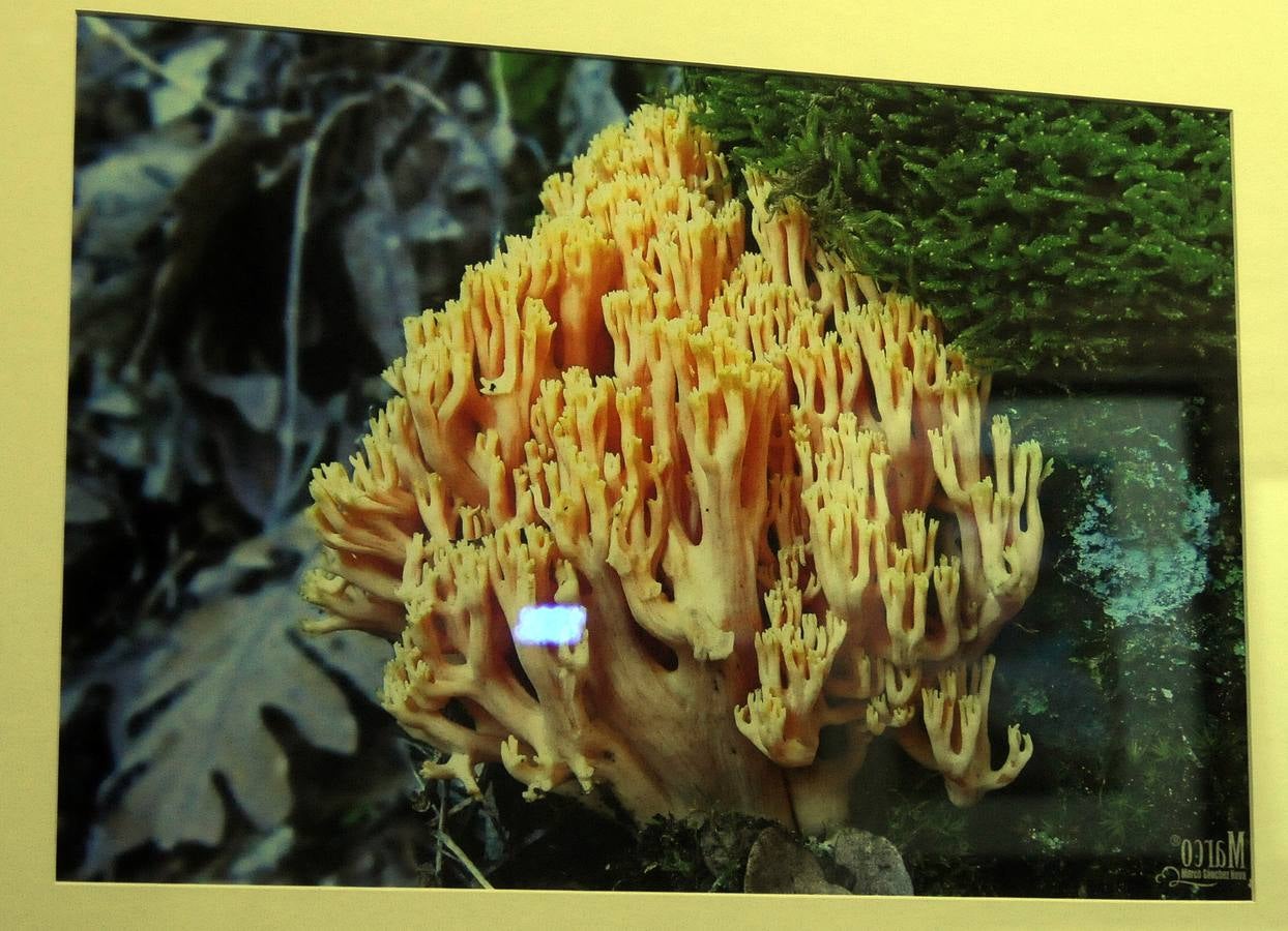 Marco Sánchez expone sus fotografías en el café Alaudae durante todo el mes de noviembre, recreándose en una de sus pasiones, la micología. Fotografías realizadas en noviembre en la dehesa y bosques cercanos a la capital de extremadura, dando forma a los instantes efímeros de los secretos naturales que brotan de la tierra expuestas en macrofotografia de la naturaleza