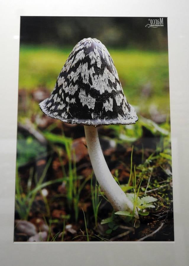 Marco Sánchez expone sus fotografías en el café Alaudae durante todo el mes de noviembre, recreándose en una de sus pasiones, la micología. Fotografías realizadas en noviembre en la dehesa y bosques cercanos a la capital de extremadura, dando forma a los instantes efímeros de los secretos naturales que brotan de la tierra expuestas en macrofotografia de la naturaleza