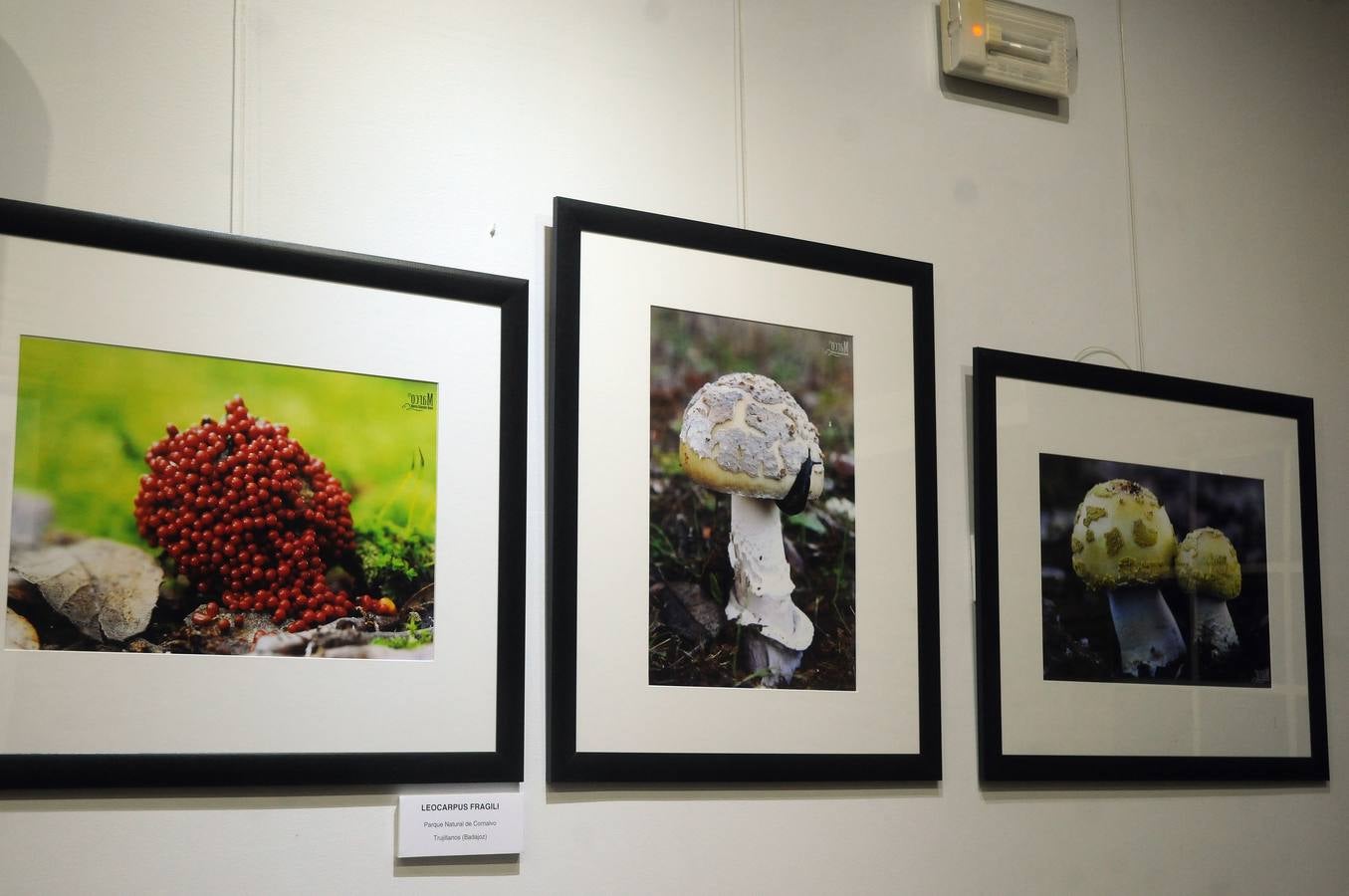 Marco Sánchez expone sus fotografías en el café Alaudae durante todo el mes de noviembre, recreándose en una de sus pasiones, la micología. Fotografías realizadas en noviembre en la dehesa y bosques cercanos a la capital de extremadura, dando forma a los instantes efímeros de los secretos naturales que brotan de la tierra expuestas en macrofotografia de la naturaleza