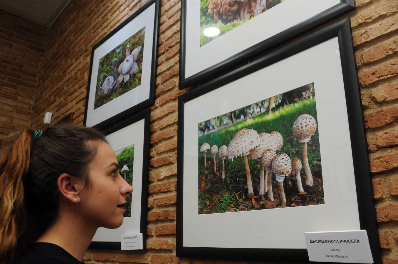 Marco Sánchez expone sus fotografías en el café Alaudae durante todo el mes de noviembre, recreándose en una de sus pasiones, la micología. Fotografías realizadas en noviembre en la dehesa y bosques cercanos a la capital de extremadura, dando forma a los instantes efímeros de los secretos naturales que brotan de la tierra expuestas en macrofotografia de la naturaleza