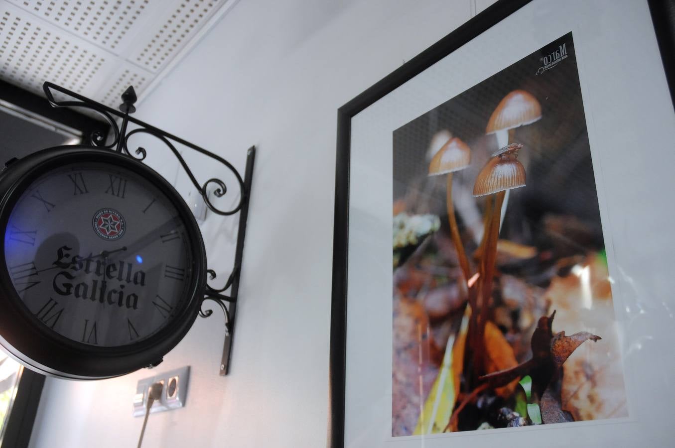 Marco Sánchez expone sus fotografías en el café Alaudae durante todo el mes de noviembre, recreándose en una de sus pasiones, la micología. Fotografías realizadas en noviembre en la dehesa y bosques cercanos a la capital de extremadura, dando forma a los instantes efímeros de los secretos naturales que brotan de la tierra expuestas en macrofotografia de la naturaleza