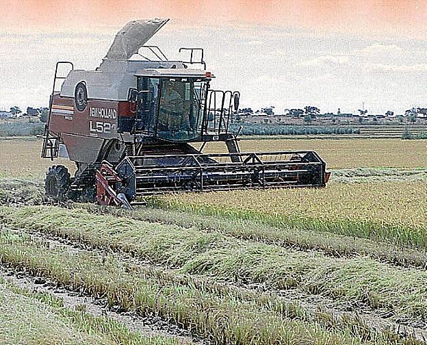 Cultivo de arroz en Extremadura. :: HOY