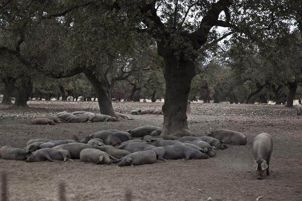 Cerdos de pata negra descansan bajo las encinas de Extremadura mientras disfrutan de la montanera, el engorde en libertad. :: 