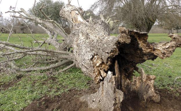 Las plagas que sufren las encinas del campo extremeño ponen en peligro el futuro de las dehesas:: TONI TELES/EFE